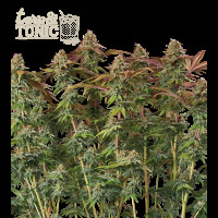 Terp & Tonic Auto - Seed Stockers, 5