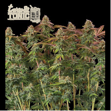 Terp & Tonic Auto - Seed Stockers, 5