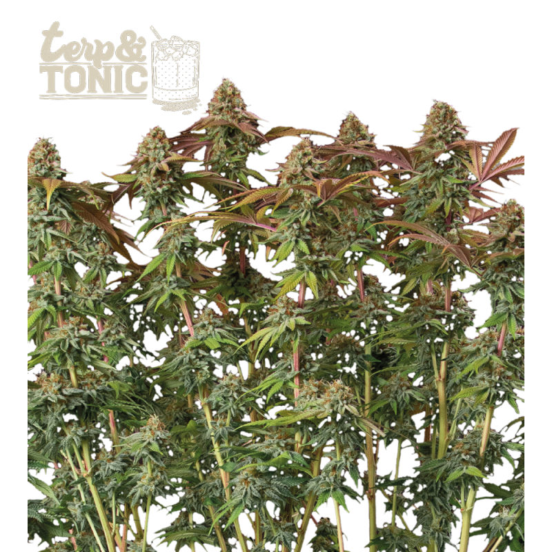 Terp & Tonic Auto - Seed Stockers, 5