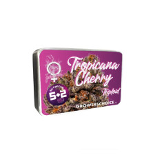 Triploid F1 Tropicana Cherry - Growers Choice, Поштучно