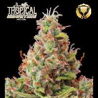 Tropical Zmoothie Auto - Seed Stockers, 25