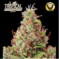 Tropical Zmoothie Auto - Seed Stockers, 5