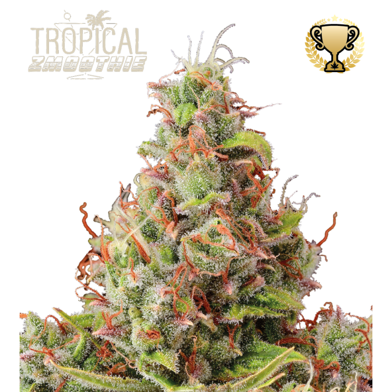 Tropical Zmoothie Auto - Seed Stockers, 5