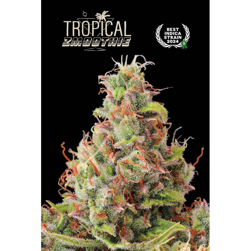 Tropical Zmoothie Auto - Seed Stockers, 5