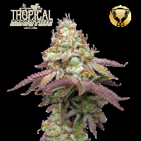 Tropical Zmoothie Fem - Seed Stockers, 25