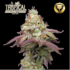 Tropical Zmoothie Fem - Seed Stockers, 25