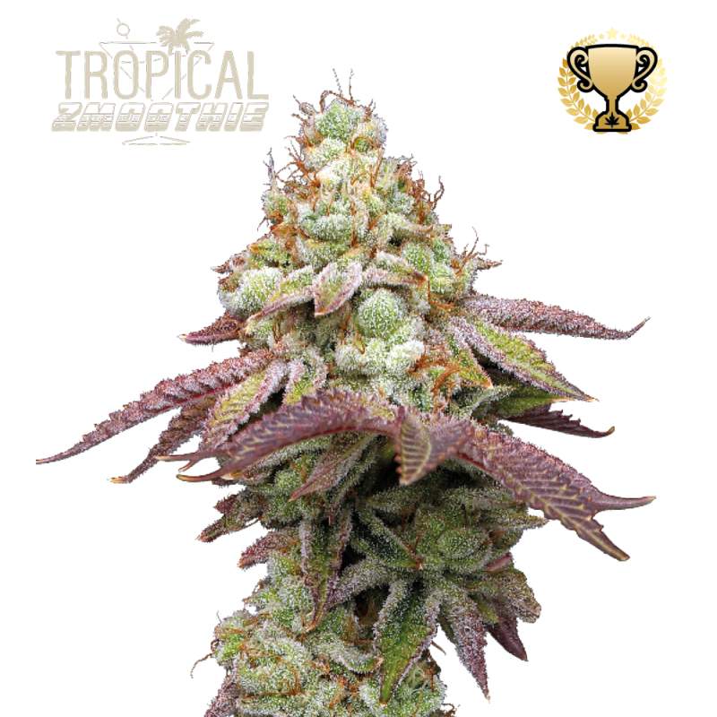 Tropical Zmoothie Fem - Seed Stockers, 3+2