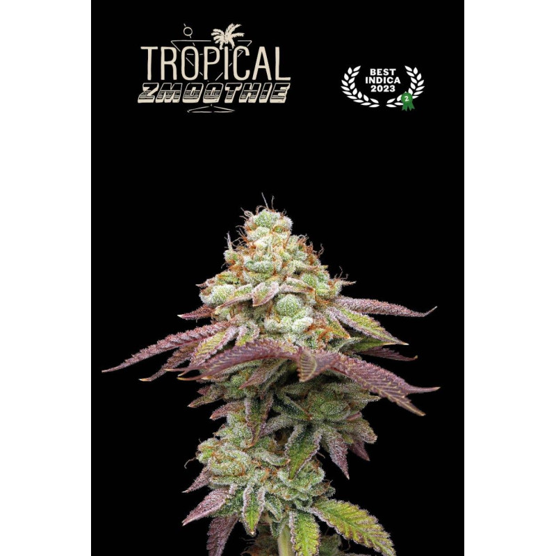 Tropical Zmoothie Fem - Seed Stockers, 3+2