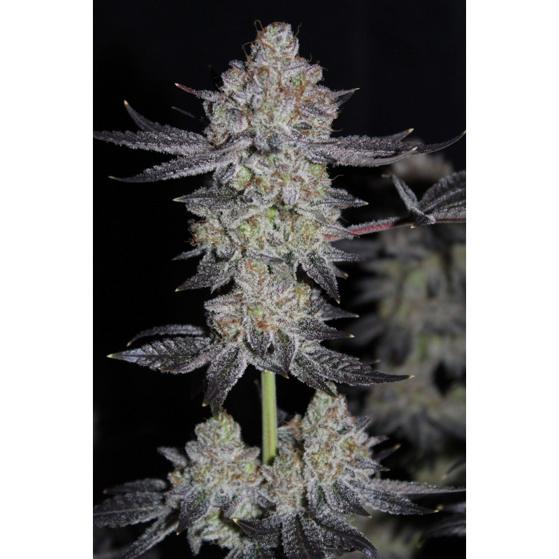 Tropicana Cookies FF - Fast Buds, 3