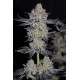 Tropicana Cookies FF - Fast Buds, 3