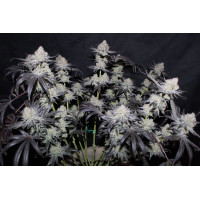 Tropicana Cookies FF - Fast Buds, 3