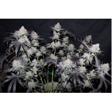 Tropicana Cookies FF - Fast Buds, 5