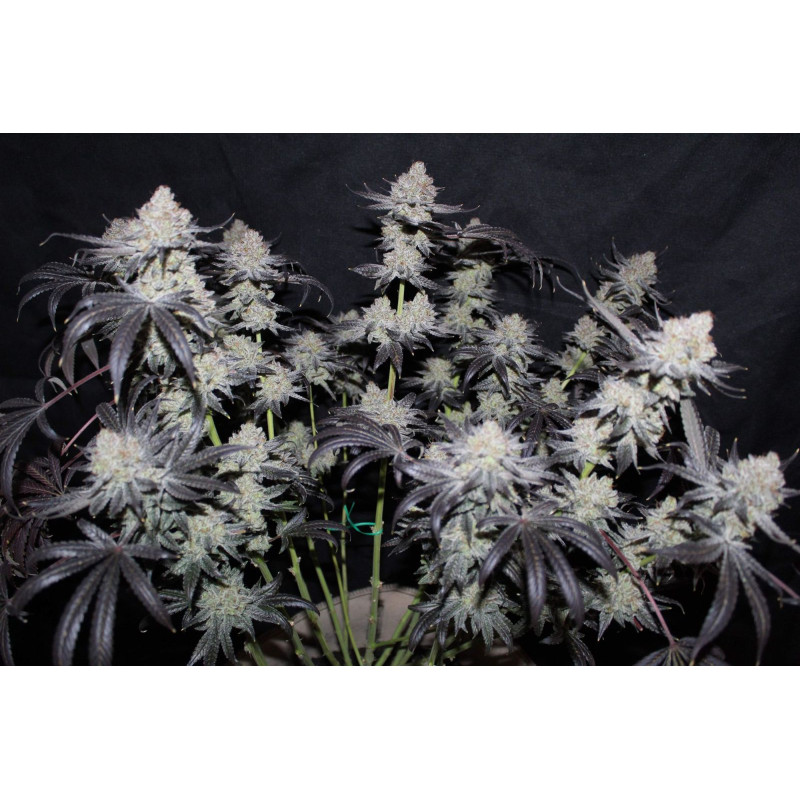 Tropicana Cookies FF - Fast Buds, 3