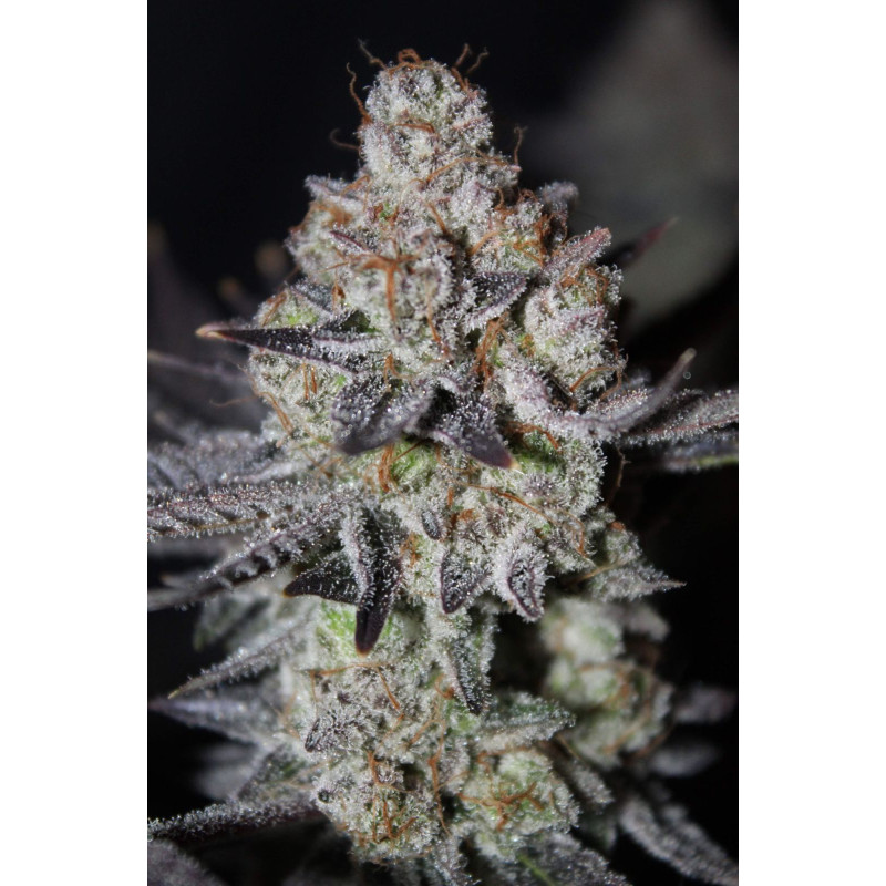 Tropicana Cookies FF - Fast Buds, 3