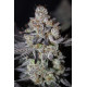 Tropicana Cookies FF - Fast Buds, 3