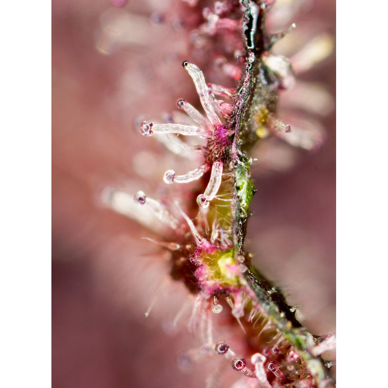 Tropicanna Poison F1 Fast Version - Sweet Seeds, 5+2