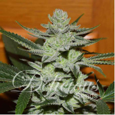 Unknown Kush - Delicious, 3+1