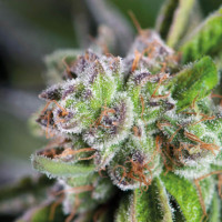 Watermelon Zkittlez - Pyramid, 3+1