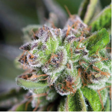 Watermelon Zkittlez - Pyramid, 3+1