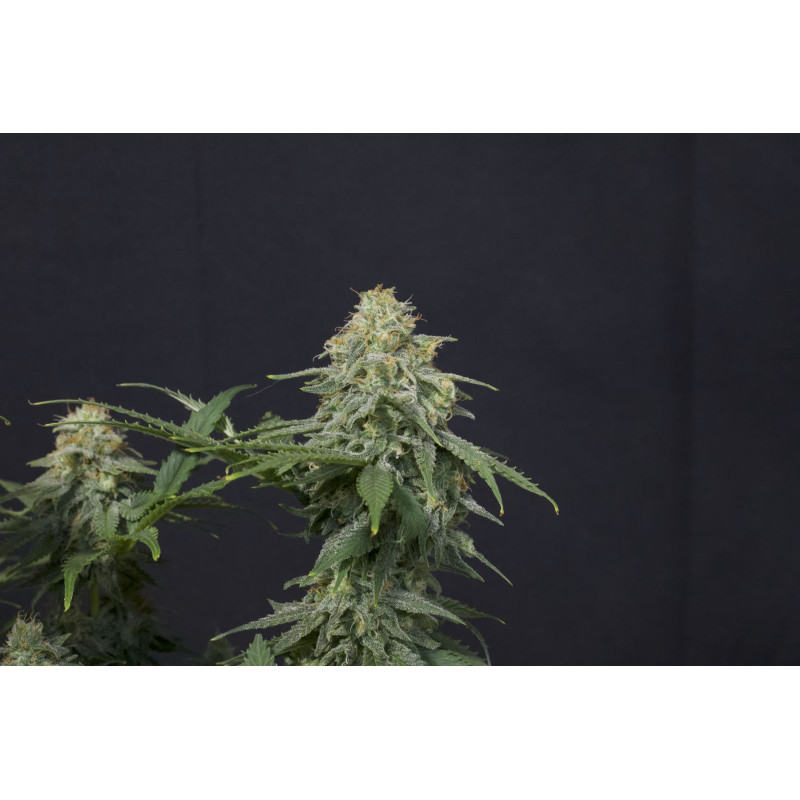 Wedding Cheesecake FF - Fast Buds, 3