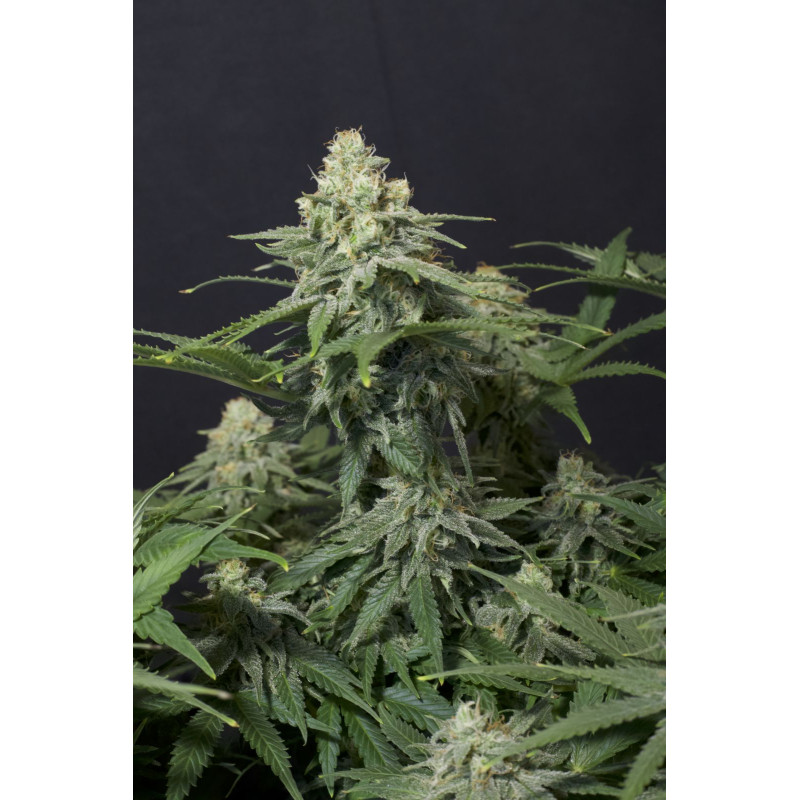 Wedding Cheesecake FF - Fast Buds, 3