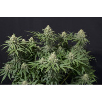 Wedding Cheesecake FF - Fast Buds, 3