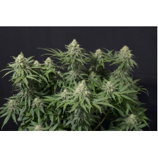 Wedding Cheesecake FF - Fast Buds, 3