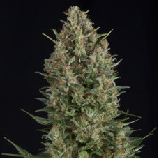 Wembley - Pyramid, 3+1