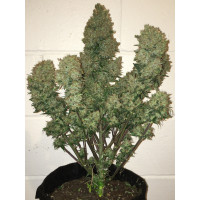 West Coast O.G. Auto - Fast Buds, 3