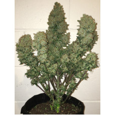 West Coast O.G. Auto - Fast Buds, 3