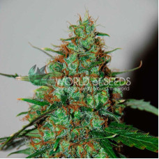 Wild Thailand Ryder - WoS, 3