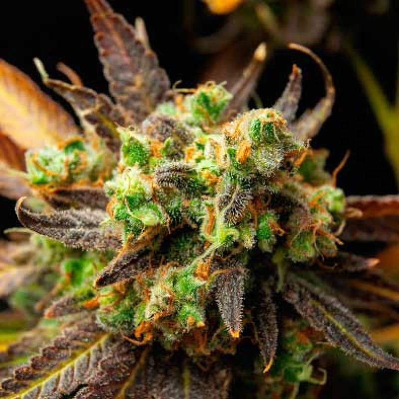 Wild Thailand - WoS, 25