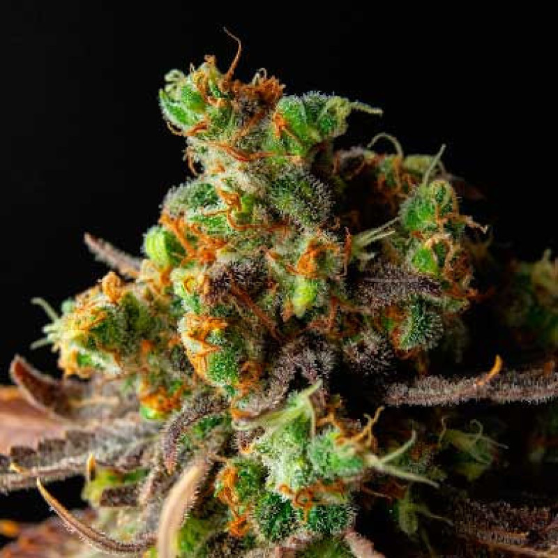 Wild Thailand - WoS, 25