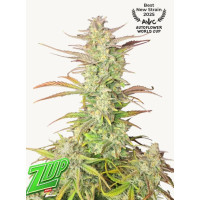 Z-Up Auto - Fast Buds, 3