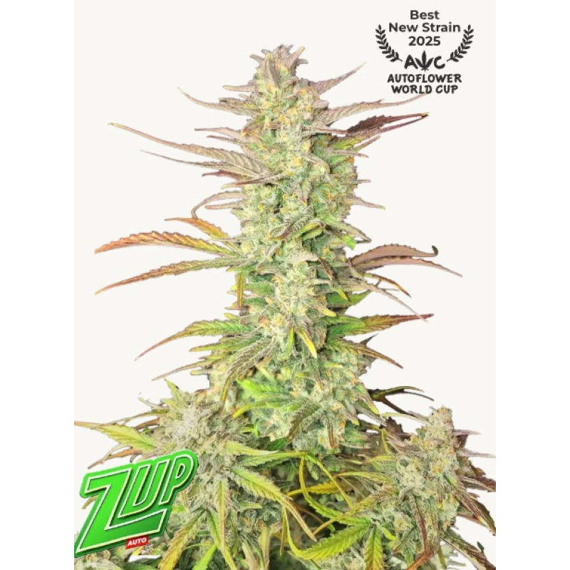 Z-Up Auto - Fast Buds, 10