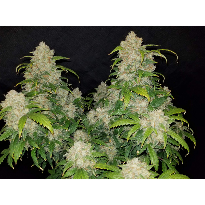 Z Auto - Fast Buds, 25