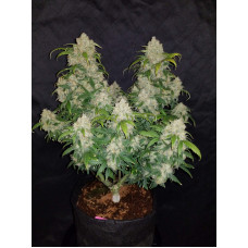 Z Auto - Fast Buds, 50