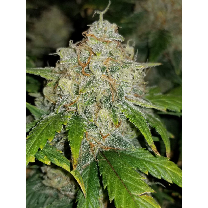 Z Auto - Fast Buds, 25