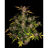 Ztrawberriez Auto - Fast Buds, 3