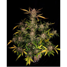 Ztrawberriez Auto - Fast Buds, 3