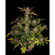 Ztrawberriez Auto - Fast Buds, 3