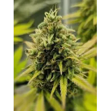 Astral Juice - Teleport Seeds, 10