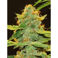 Astro Nectar Auto - Teleport Seeds, 5