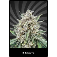 B-52 Auto - BSC, 100