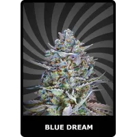 Blue Dream - BSC, 10