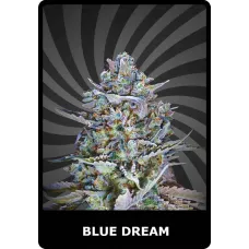 Blue Dream - BSC, 100