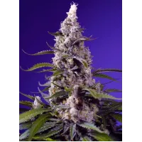 Banana Cream Cake XL Auto® - Sweet Seeds, 3+1