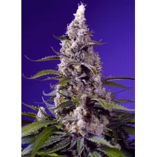 Banana Cream Cake XL Auto® - Sweet Seeds, 3+1