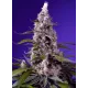 Banana Cream Cake XL Auto® - Sweet Seeds, 3+1