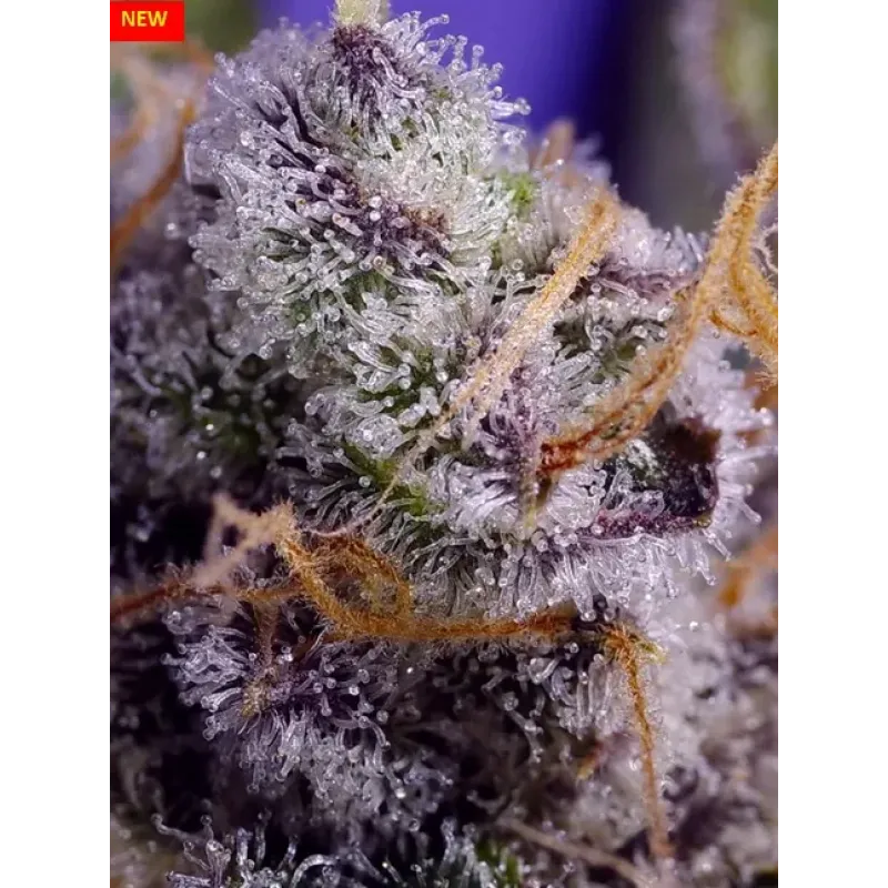 Banana Cream Cake XL Auto® - Sweet Seeds, 3+1